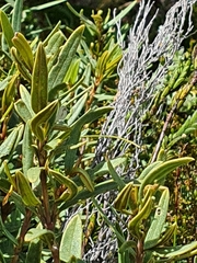 Grubbia tomentosa