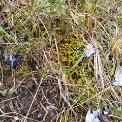 Hypnum cupressiforme lacunosum