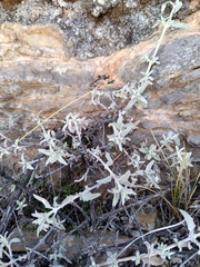 Buddleja mendozensis