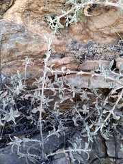 Buddleja mendozensis