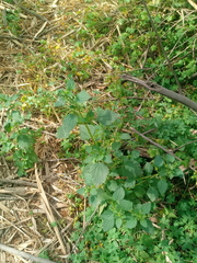 Urtica membranacea