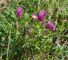Melampyrum arvense
