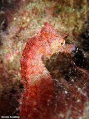 Hippocampus hippocampus