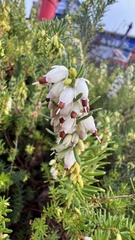 Erica vagans