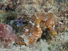 Hippocampus hippocampus