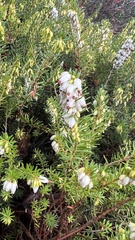 Erica vagans