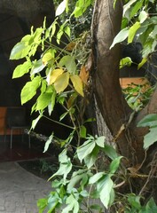 Syngonium angustatum