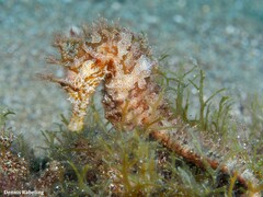 Hippocampus hippocampus