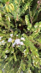 Erica vagans