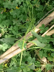 Urtica membranacea