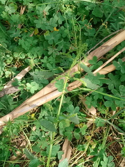 Urtica membranacea