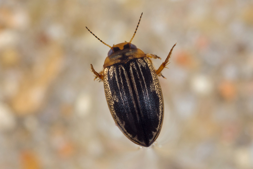 Hygrotus impressopunctatus