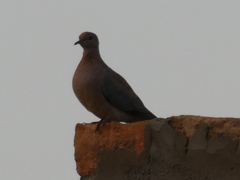 Streptopelia senegalensis