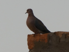 Streptopelia senegalensis