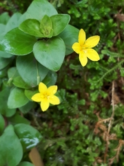 Lysimachia azorica