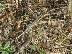 Thamnophis sirtalis tetrataenia