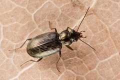 Bembidion obliquum