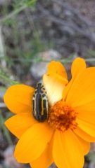 Acmaeodera scalaris