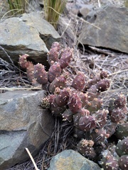 Maihueniopsis ovata