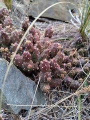 Maihueniopsis ovata