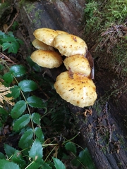 Pholiota aurivella