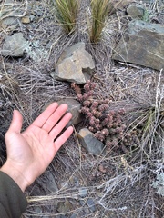 Maihueniopsis ovata