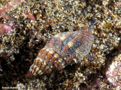 Aplus assimilis