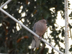 Streptopelia senegalensis