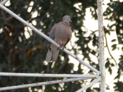 Streptopelia senegalensis