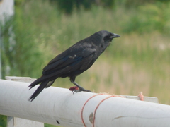 Corvus ossifragus