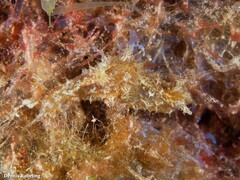 Stylocheilus polyomma