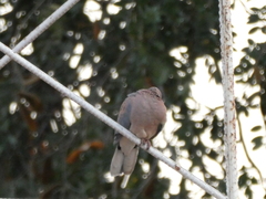 Streptopelia senegalensis