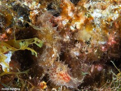 Stylocheilus polyomma