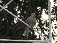 Streptopelia senegalensis