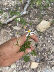 Coreocarpus parthenioides parthenioides