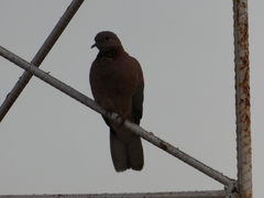 Streptopelia senegalensis