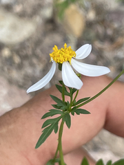 Coreocarpus parthenioides parthenioides