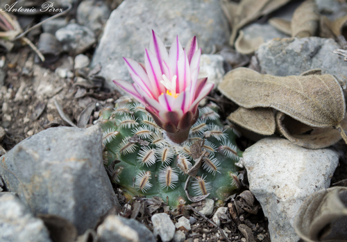 Turbinicarpus X mombergeri