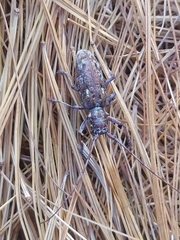 Monochamus carolinensis