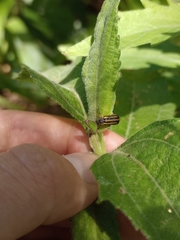 Astylus tucumanensis