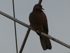 Streptopelia senegalensis