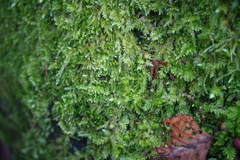 Rhynchostegium