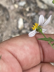 Coreocarpus parthenioides parthenioides