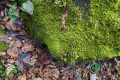 Rhynchostegium