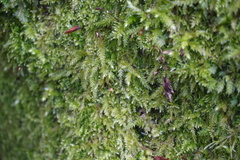 Rhynchostegium
