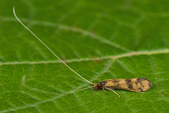 Mystacides longicornis