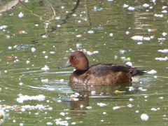 Aythya nyroca
