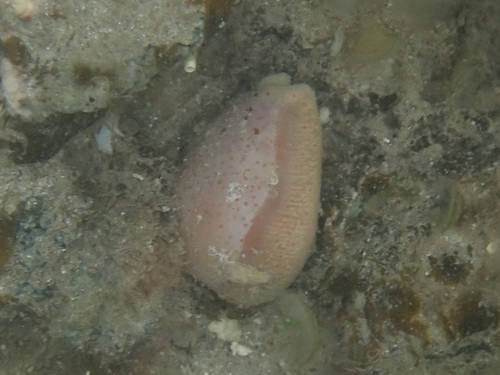 Cypraea schilderorum observed 2022-11-02