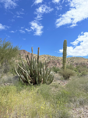 Lophocereus schottii