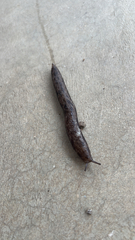 Megapallifera mutabilis